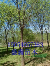 28公分白蠟哪里便宜