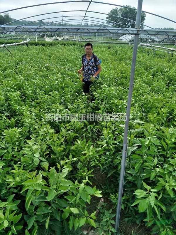柑橘嫁接苗 軟枝香橙嫁接柑橘苗 資陽柑橘苗