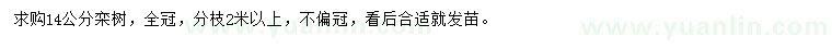 求購14公分欒樹