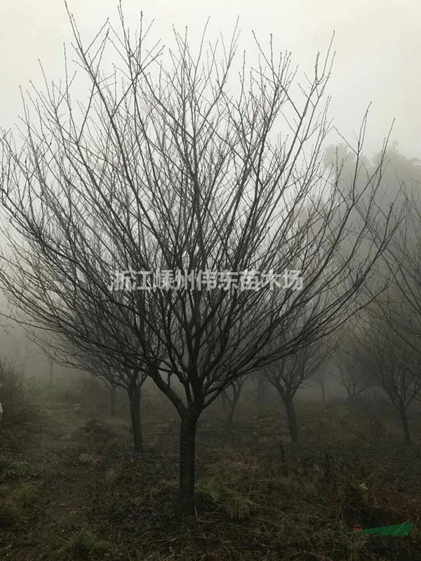 浙江櫻花/嵊州晚櫻（地徑3-20公分晚櫻）