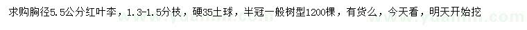 求購胸徑5.5公分紅葉李