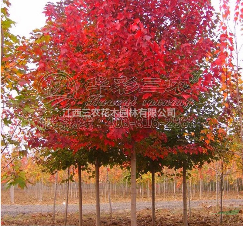 美國紅楓苗紅楓樹紅楓基地_十月光輝介紹