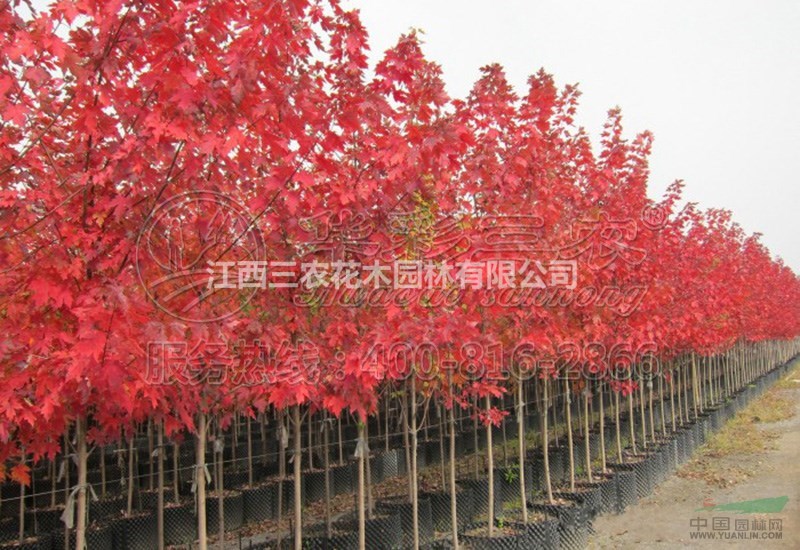 美國紅楓苗紅楓樹紅楓基地_十月光輝介紹