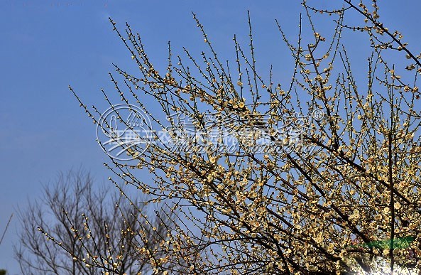 梅花苗梅花樹梅花基地_變綠萼梅介紹