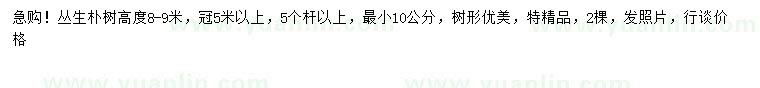 求購高8-9米叢生樸樹