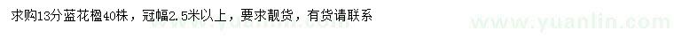 求購13公分藍花楹