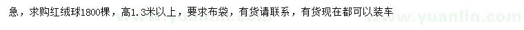 求購高1.3米以上紅絨球