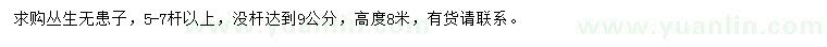 求購高8米叢生無患子