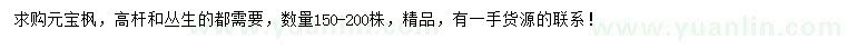 求購元寶楓