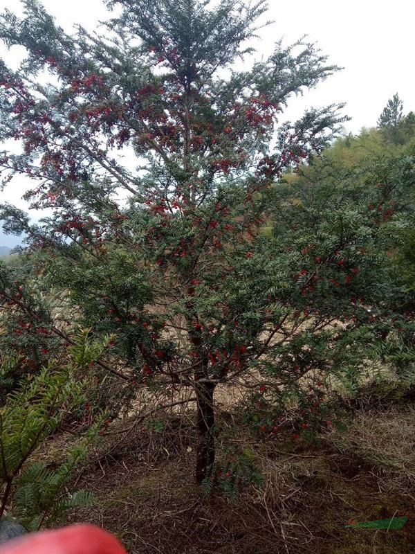 供應10公分紅豆杉占地苗