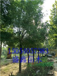 24公分國槐具體價格