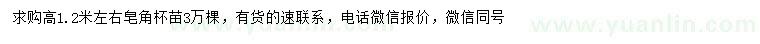 求購高1.2米左右皂角
