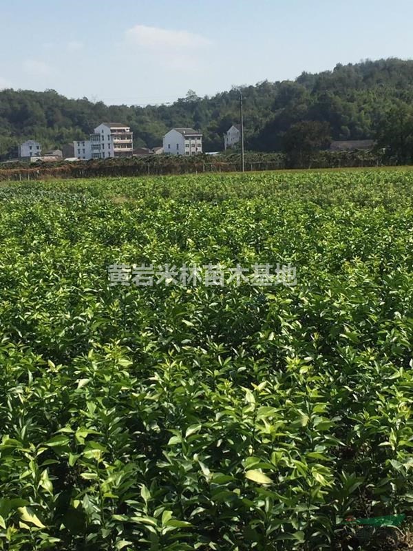 今年桔子苗價格怎么樣 浙江桔子苗基地