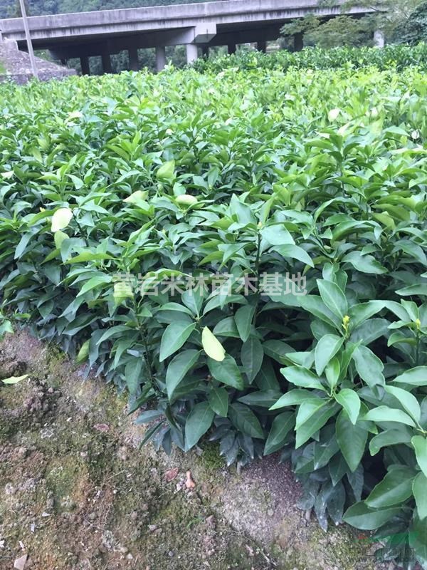 今年桔子苗價格怎么樣 浙江桔子苗基地