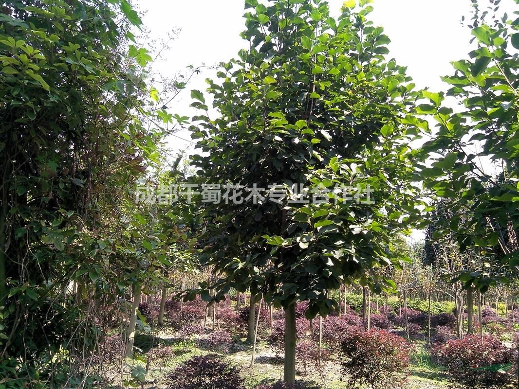 紫玉蘭工程苗_紫玉蘭綠化用苗_紫玉蘭截干苗_紫玉蘭基地