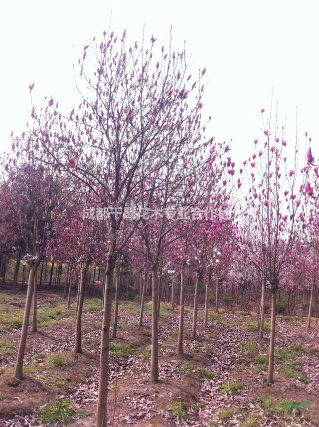 紫玉蘭工程苗_紫玉蘭綠化用苗_紫玉蘭截干苗_紫玉蘭基地