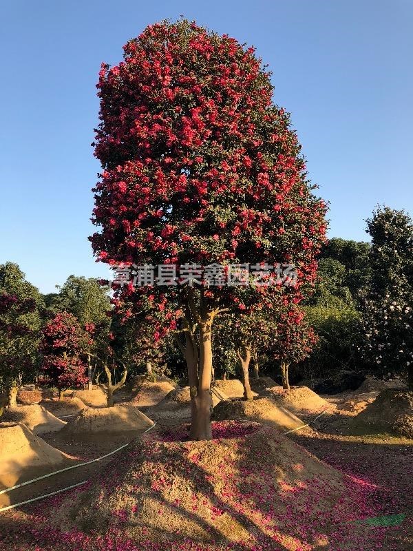 福建漳州供應(yīng)日本羅漢松
