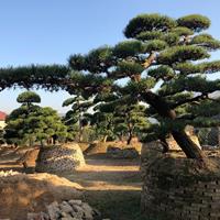 福建漳州供應(yīng)日本黑松