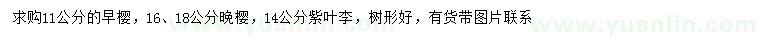 求購(gòu)早櫻、晚櫻、紫葉李
