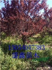 22公分柳樹單棵價(jià)格報(bào)價(jià)