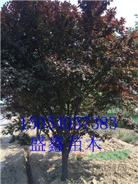 9公分垂柳價格多少錢