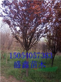 29公分柳樹價格便宜