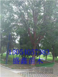 29公分柳樹價格便宜
