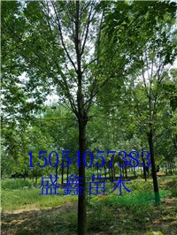 10公分合歡基地