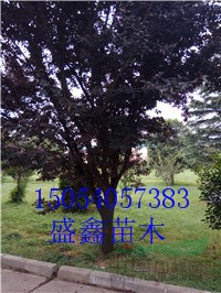 10公分合歡基地