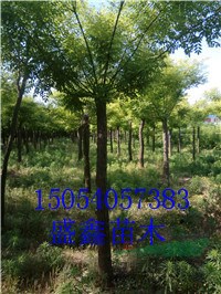 34公分合歡哪里有