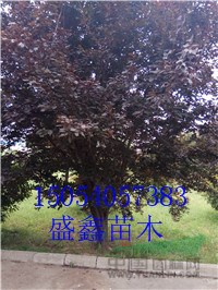 34公分合歡哪里有