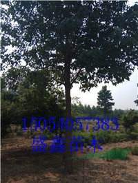 35公分白蠟基地