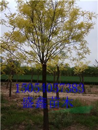 35公分白蠟基地