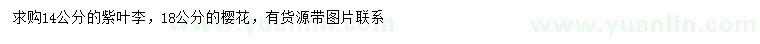 求購14公分紫葉李、18公分櫻花