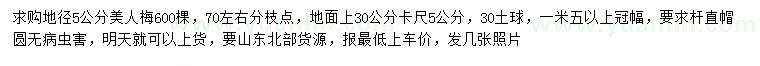 求購地徑30量5公分美人梅