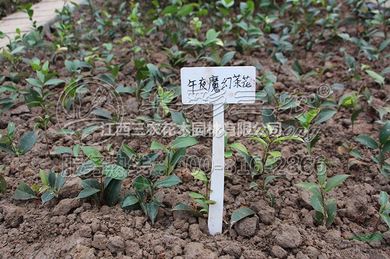 莆田茶花苗茶花樹茶花基地_美國午夜魔幻茶花介紹