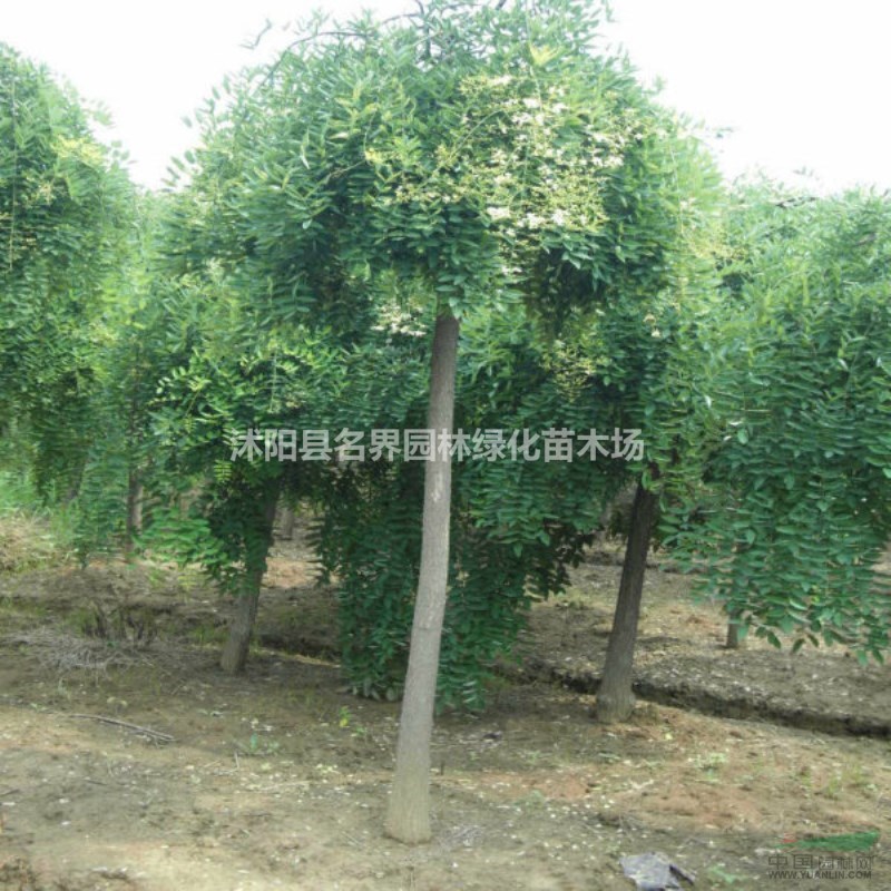 基地直銷優(yōu)質(zhì)垂槐樹苗 規(guī)格齊全 大量出售