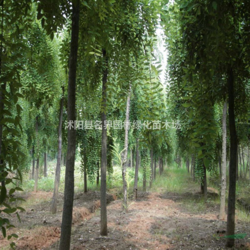 基地直銷優(yōu)質(zhì)垂槐樹苗 規(guī)格齊全 大量出售