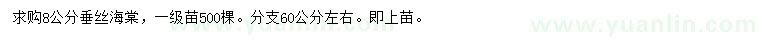 求購8公分垂絲海棠