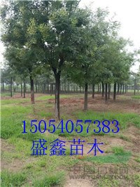 21公分白蠟價格多少錢