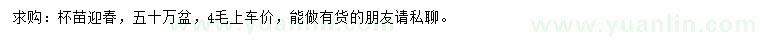 求購迎春
