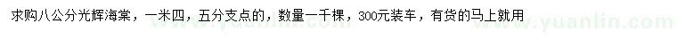 求購8公分光輝海棠