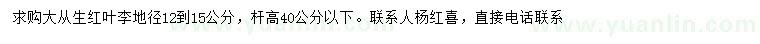 求購地徑12-15公分從生紅葉李