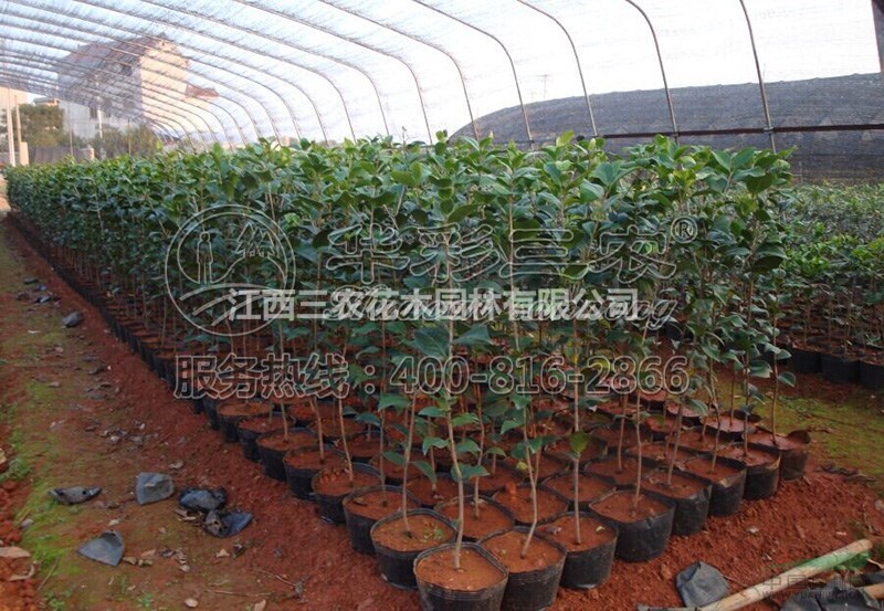 茶花苗茶花樹(shù)茶花基地_美國(guó)克瑞墨大牡丹茶花介紹