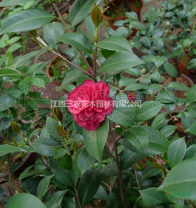茶花苗茶花樹茶花基地_金碧輝煌茶花介紹