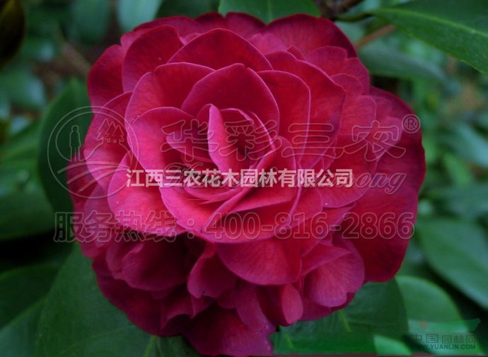 茶花苗茶花樹茶花基地_金碧輝煌茶花介紹