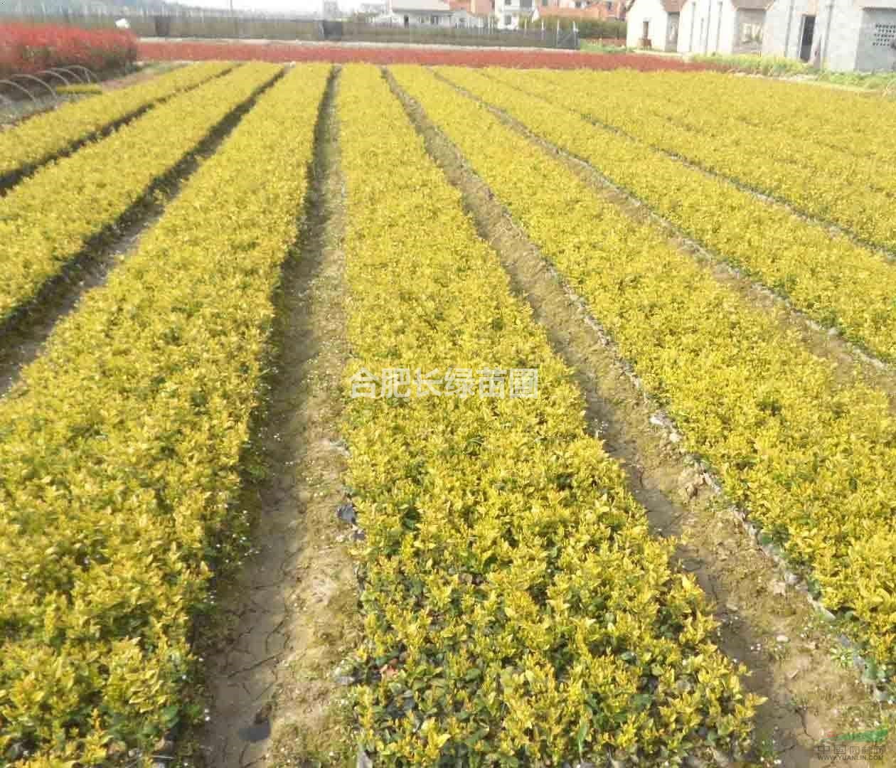 紅葉石楠小苗，紅花繼木，金葉女貞，金邊黃楊，月季，麥冬草