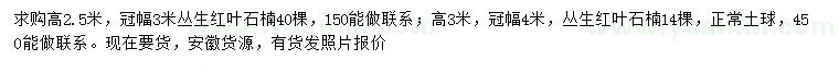 求購高2.5米、3米叢生紅葉石楠