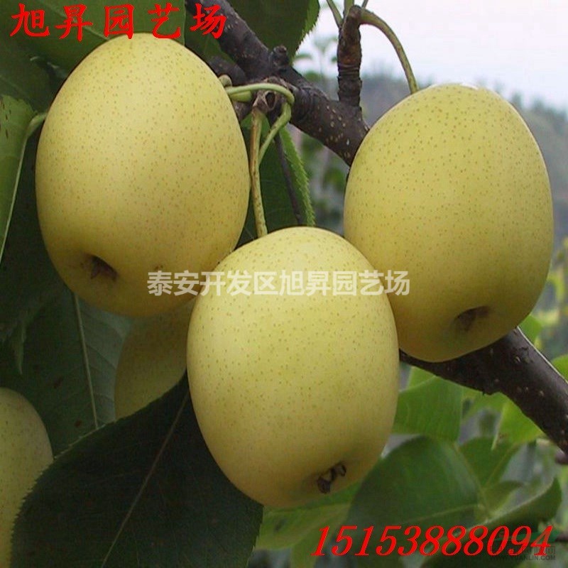 黃冠梨樹(shù)苗