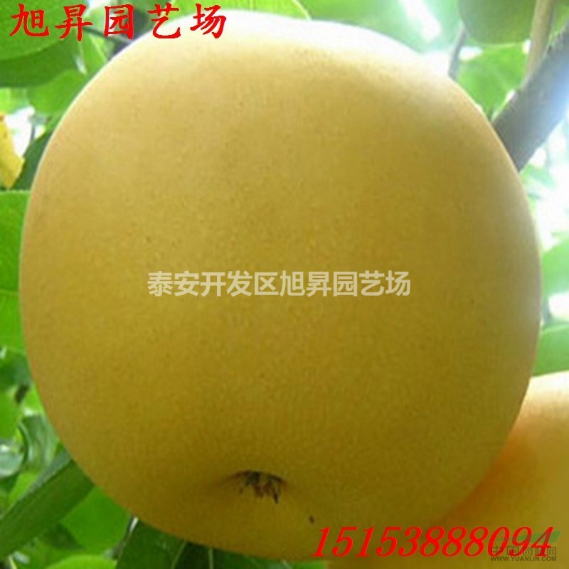 黃冠梨樹(shù)苗